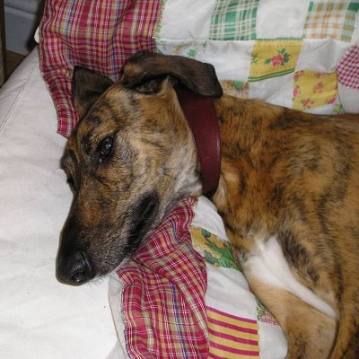 Bryn - the very first dog rehomed by Southern Lurcher Rescue.